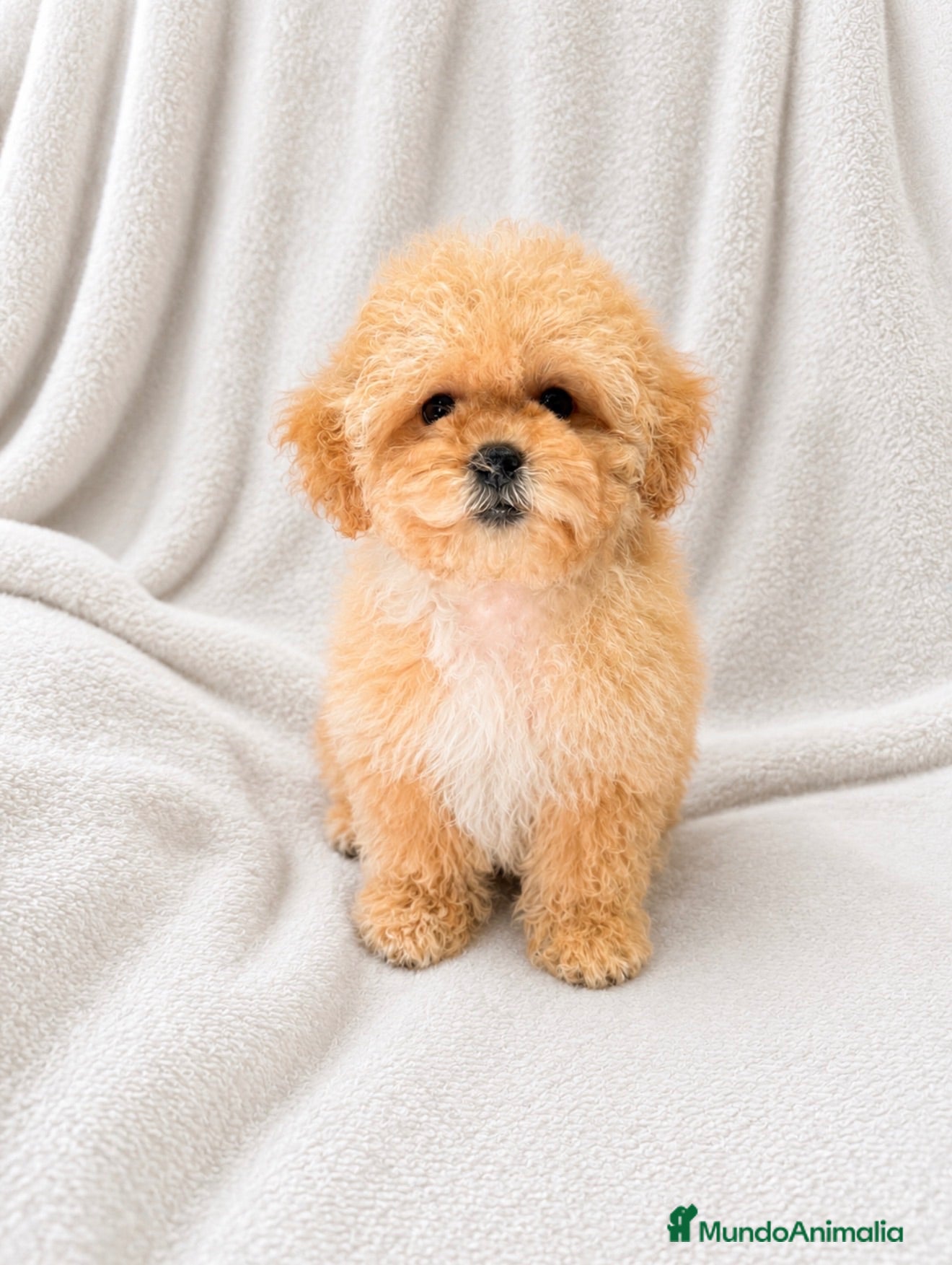 Shihpoo perros Me llamo Oscar y soy un ShihPoo  - Anuncio 1