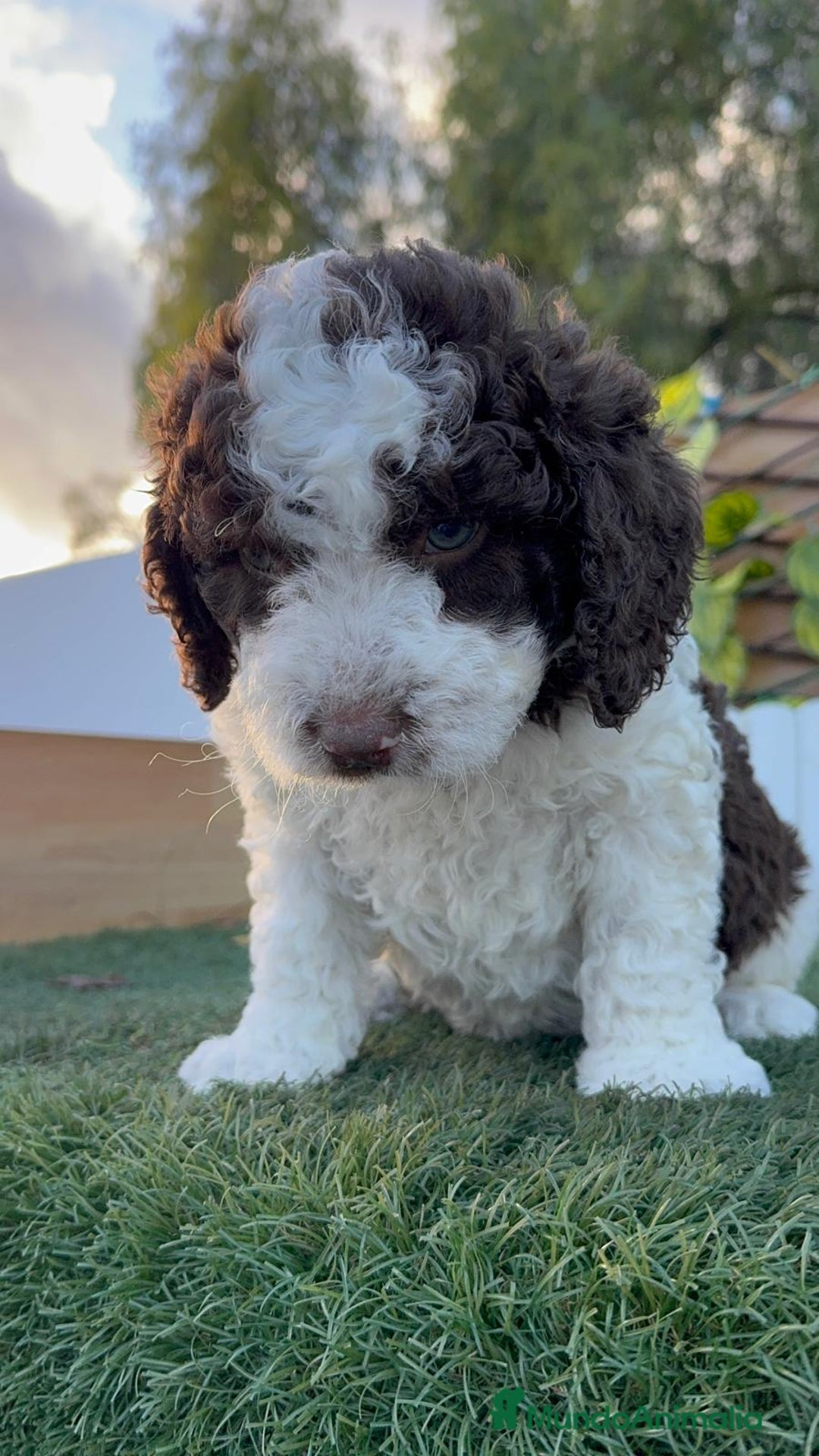 Perro de Agua Español perros en venta: PERRO DE AGUA ESPAÑOL - Anuncio 10