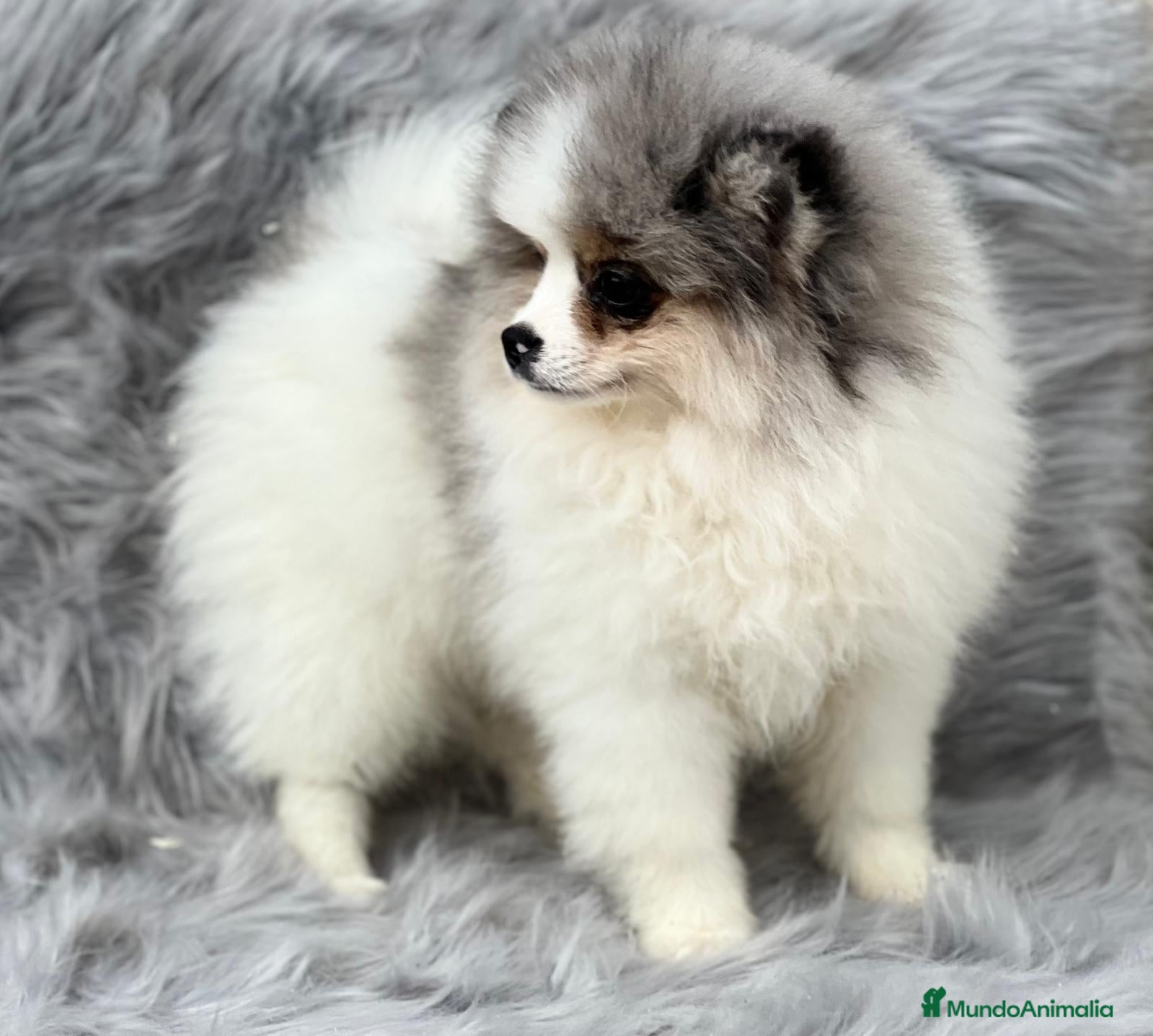 Pomerania perros POMERANIA RUSO EXÓTICO DISPONIBLE en Barcelona - Anuncio 2