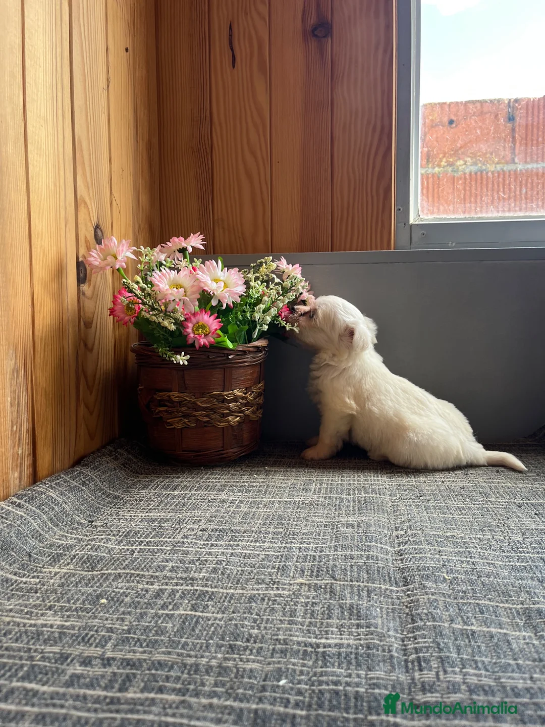 Bichón Maltés perros en venta: Bichón Maltés cachorros  - Anuncio 3