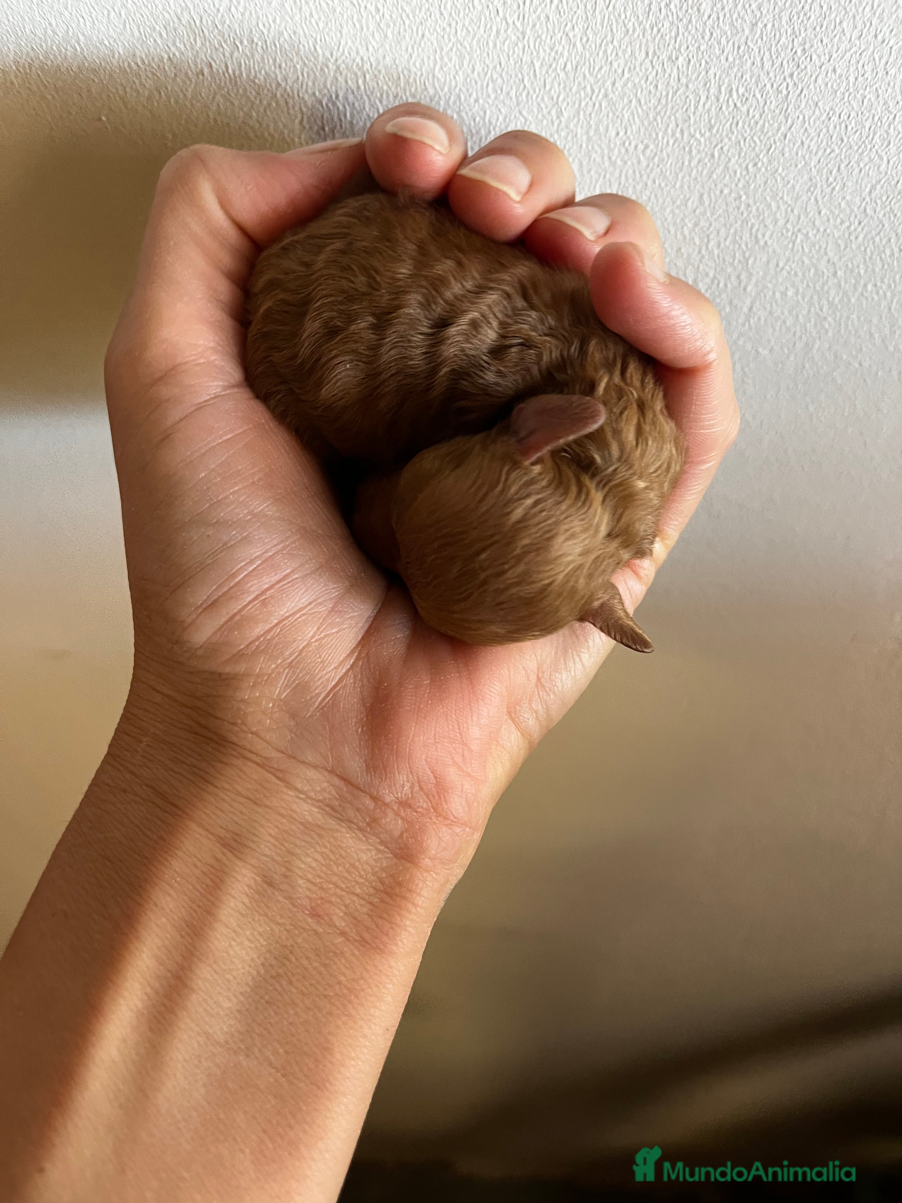 Caniche Toy perros Caniches tacita de té  - Anuncio 20