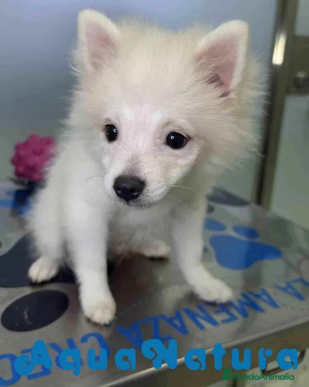 Pomerania perros en venta: Pomerania Macho 8165 AQUANATURA - Anuncio 5