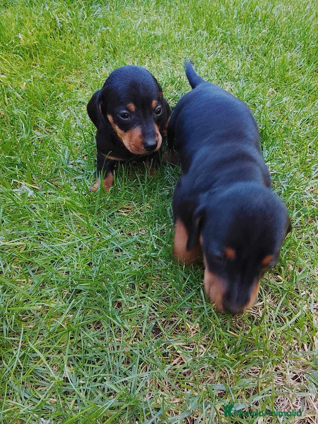 Teckel Miniatura perros en venta: Teckel de pelo corto  - Imagen 7