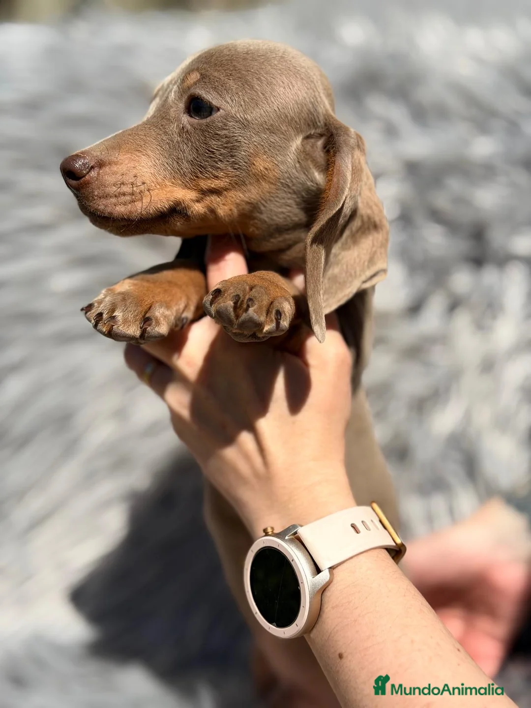 Teckel Miniatura perros en venta: TECKEL ISABELLA MACHO - Anuncio 1