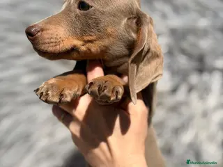 Teckel Miniatura perros TECKEL ISABELLA MACHO - Anuncio 4