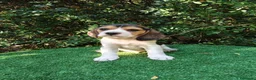 Beagle perros en venta: Cachorros de beagle tricolor  en Madrid - Anuncio 4