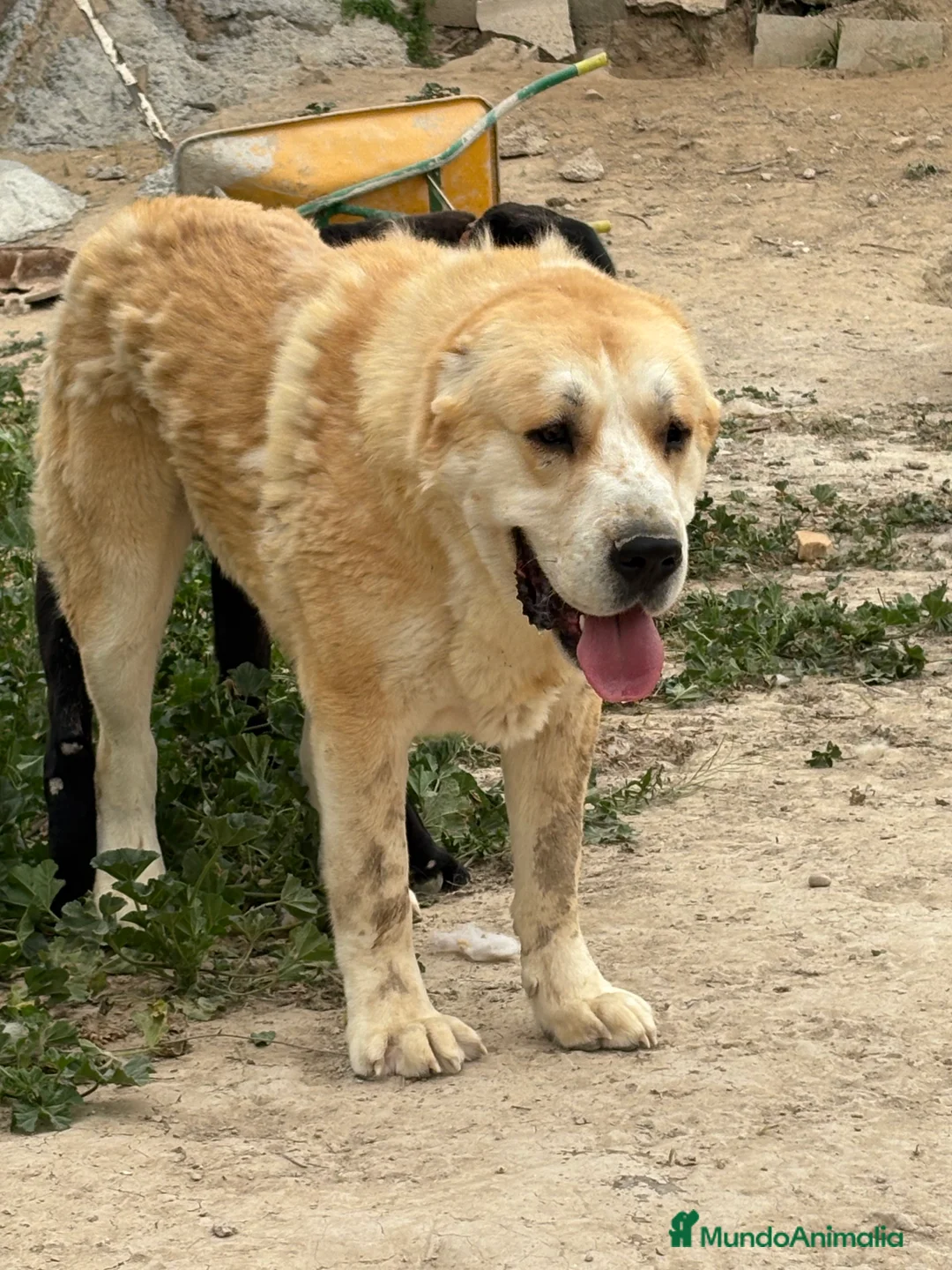 Pastor de Asia Central perros en venta: Cachorros de Alabai  - Anuncio 1