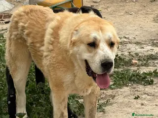 Pastor de Asia Central perros Cachorros de Alabai - Anuncio 2