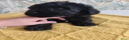 Perro de Agua Español perros en venta: PDA SEGOVIA en Cantabria - Anuncio 5