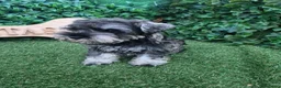 Schnauzer Miniatura perros en venta: Schnauzer sal y pimienta  - Anuncio 2