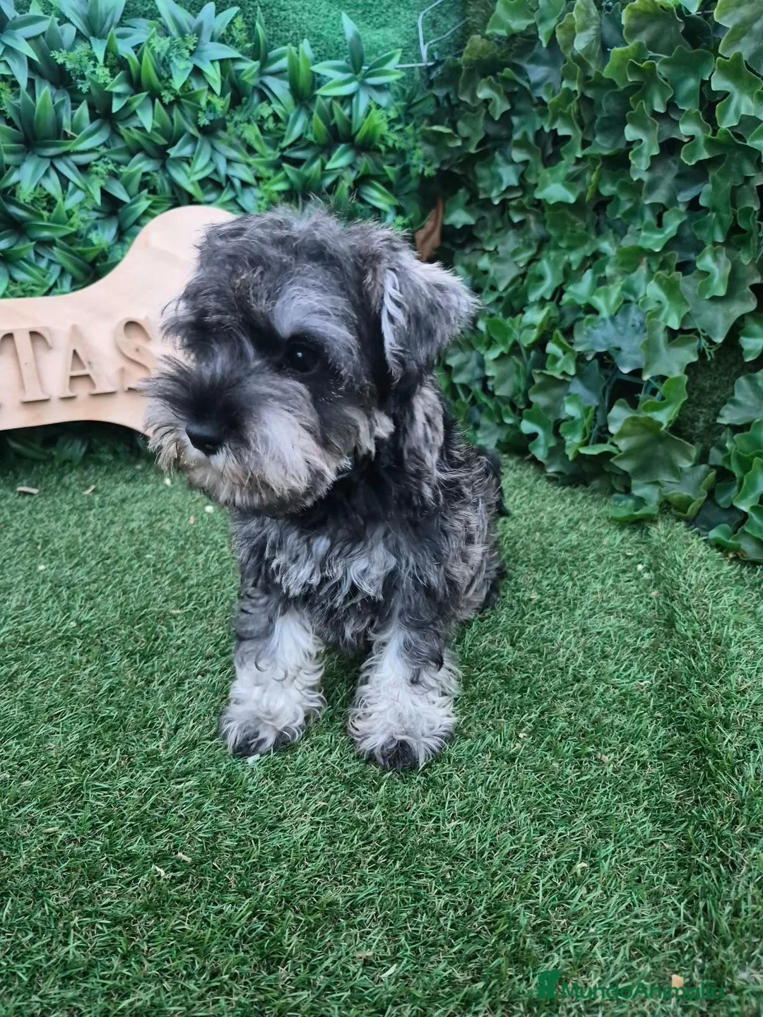 Schnauzer Miniatura perros en venta: Schnauzer sal y pimienta  - Anuncio 2
