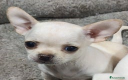 Chihuahua perros en venta: ULTIMO MACHITO CHIHUAHUA ❤️ - Imagen 2