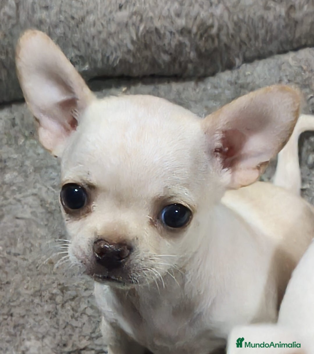 Chihuahua perros en venta: ULTIMO MACHITO CHIHUAHUA ❤️ - Imagen 2