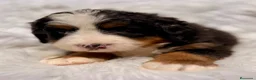Boyero de Berna perros en venta: ÚLTIMA HEMBRA DE BOYERO IMPRESIONANTE - Anuncio 6