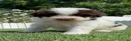 Perro de Agua Español perros en venta: PERRO DE AGUA ESPAÑOL - Anuncio 1