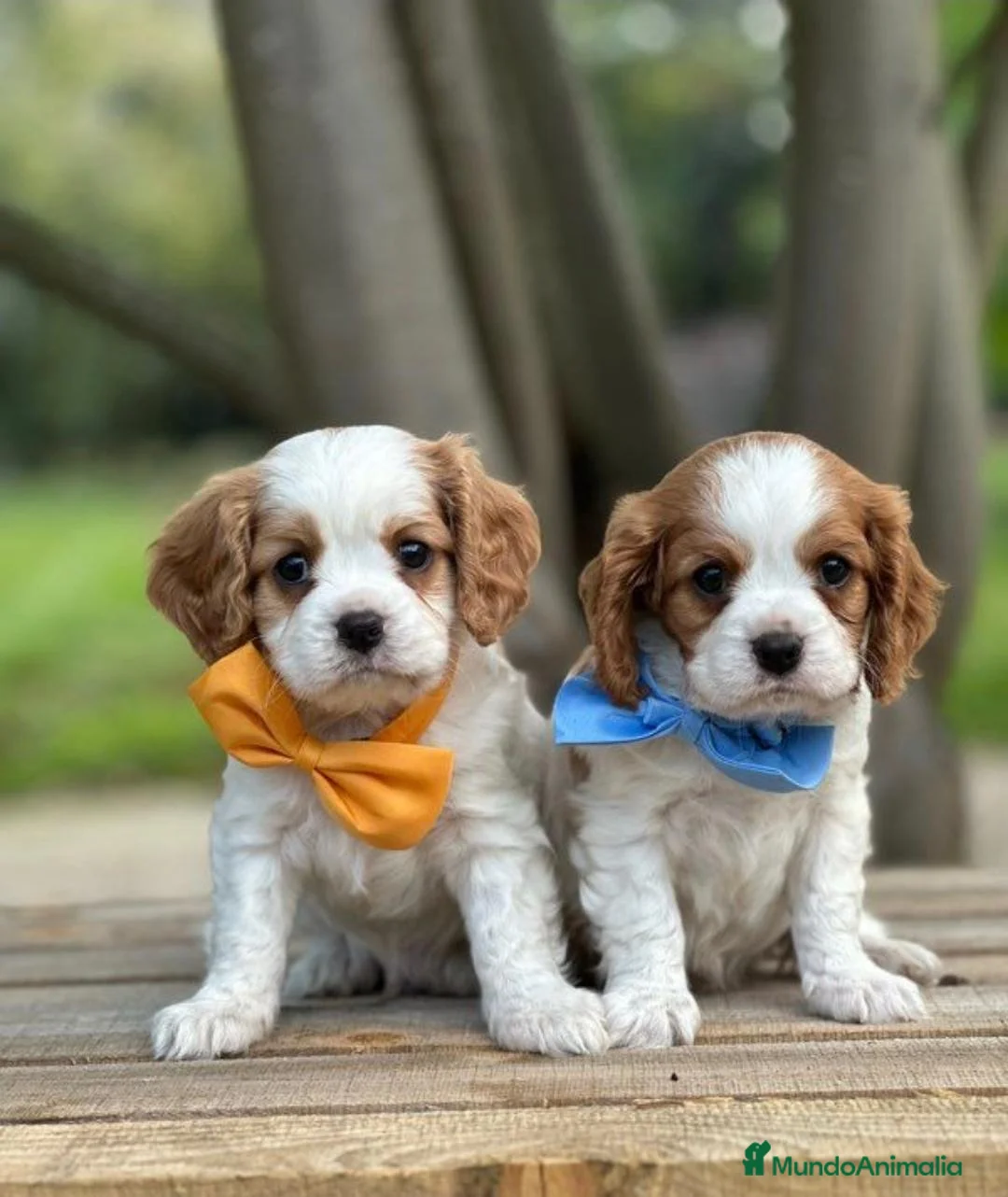 Cavalier King Charles Spaniel perros en venta: CAVALIER EN CATALUÑA  - Anuncio 3