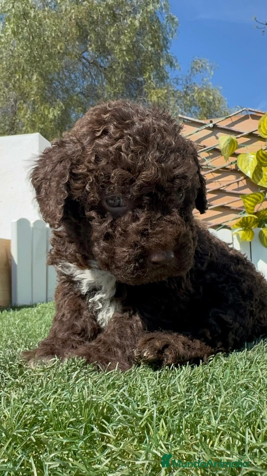 Perro de Agua Español perros PERRO DE AGUA ESPAÑOL - Anuncio 1