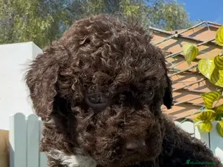 Perro de Agua Español perros PERRO DE AGUA ESPAÑOL - Anuncio 1