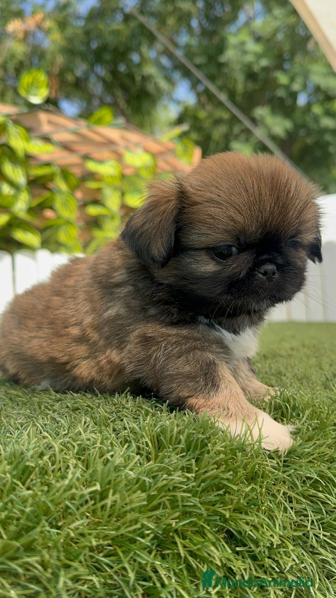 Pekinés perros en venta: PEKINES IMPERIAL HEMBRA - Imagen 9