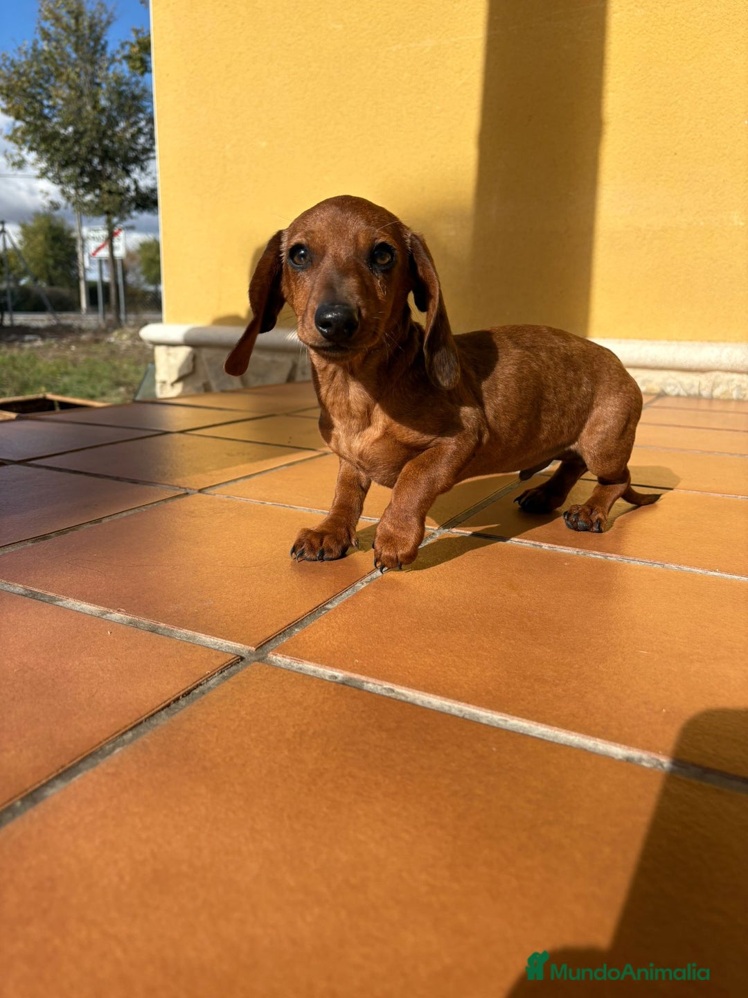 Teckel perros en venta: Teckel kaninchen merle chocolate diluido - Anuncio 6