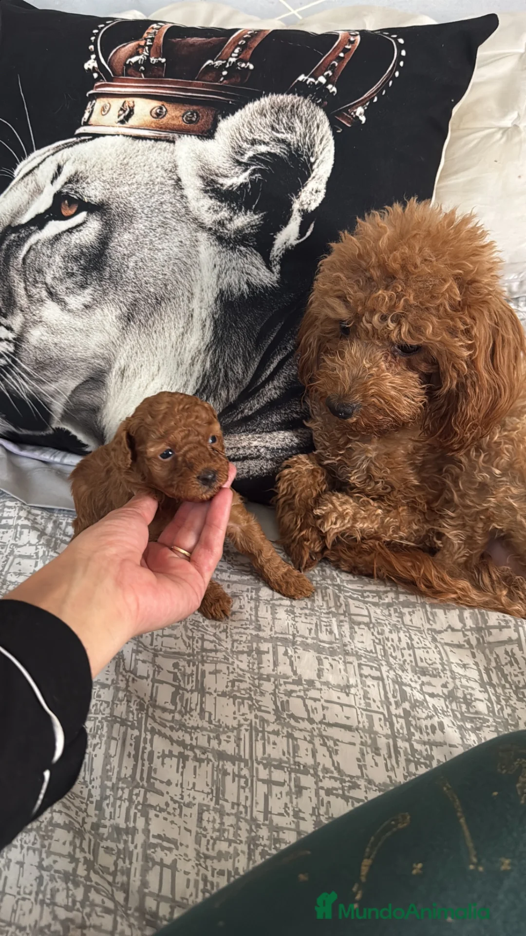 Caniche Toy perros en venta: Caniche Toy  - Anuncio 1