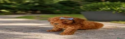 Caniche Toy perros en venta: Caniches toy  - Anuncio 1