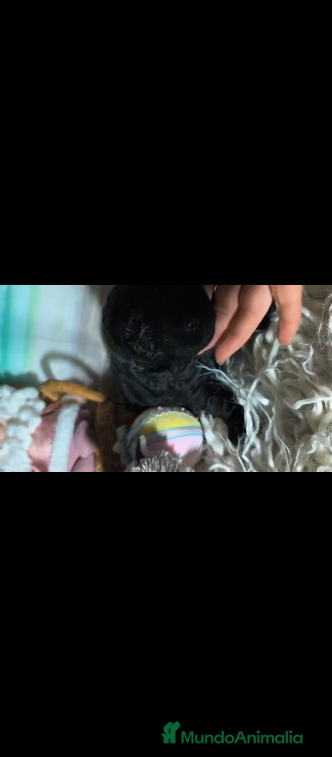 Perro de Agua Español perros en venta: Perro de agua  - Anuncio 1