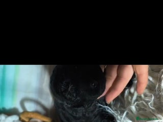 Perro de Agua Español perros Perro de agua - Anuncio 3