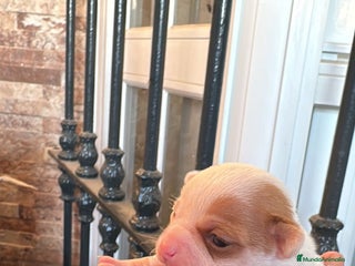 Chihuahua perros chihuahua - Anuncio 2