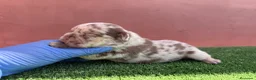 Bulldog Francés perros en venta: Bulldog francés exóticos - Anuncio 6