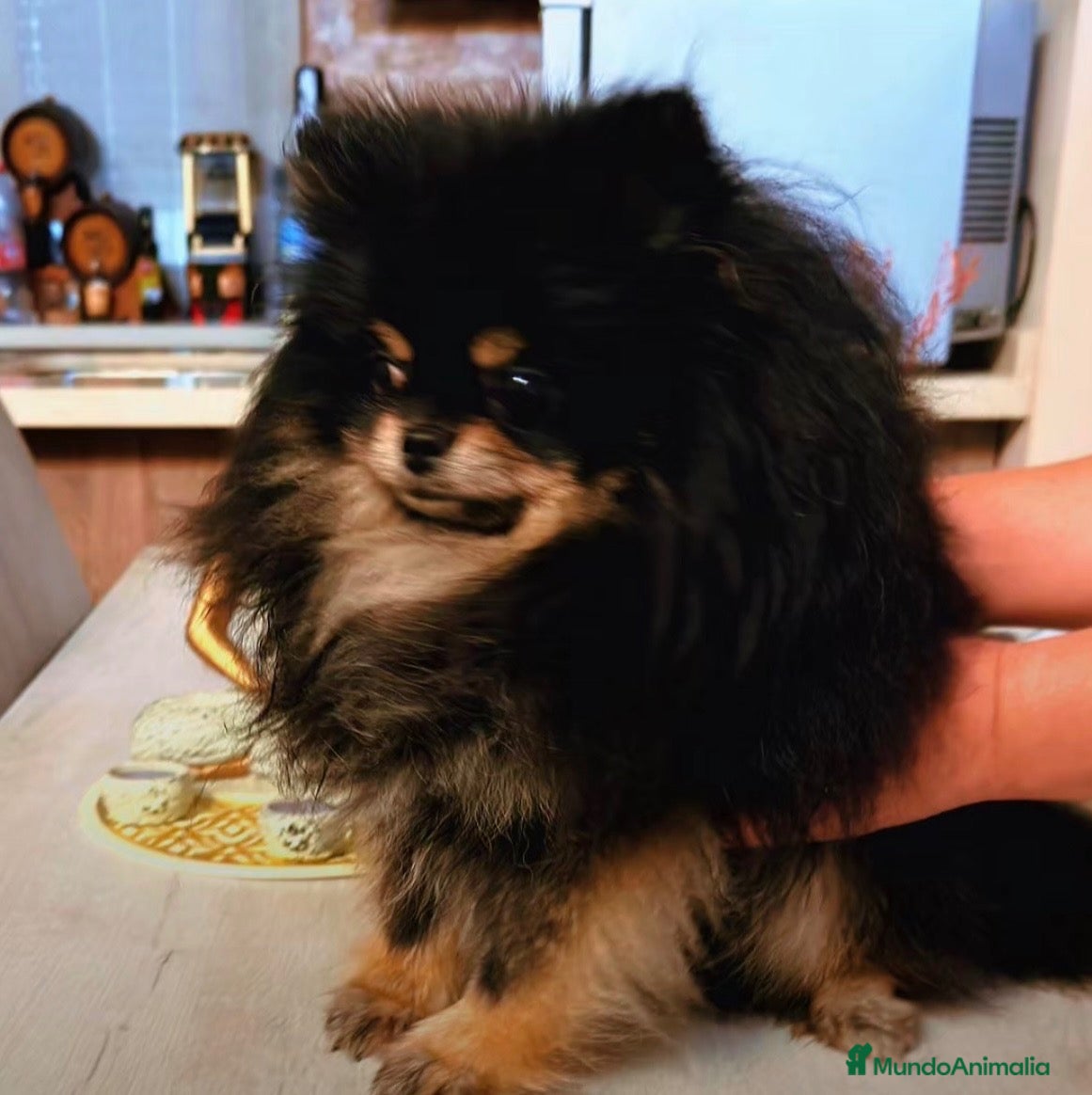 Pomerania perros Pomerania en Caraby Benidorm  - Anuncio 25