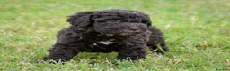 Perro de Agua Español perros en venta: CACHORRO DE PERRO DE AGUA  - Anuncio 19