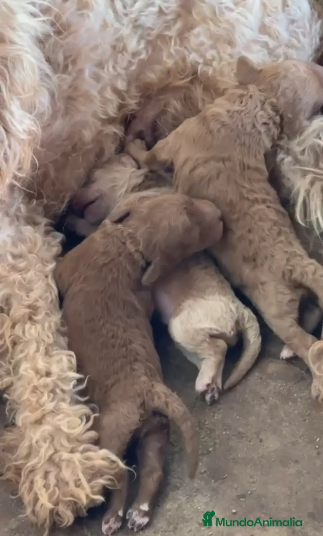 Caniche Toy perros en venta: Camada de caniches toy - Anuncio 1