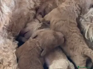 Caniche Toy perros Camada de caniches toy - Anuncio 2