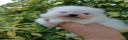 Pomerania perros en venta: Macho muy chato de pomerania  - Anuncio 6