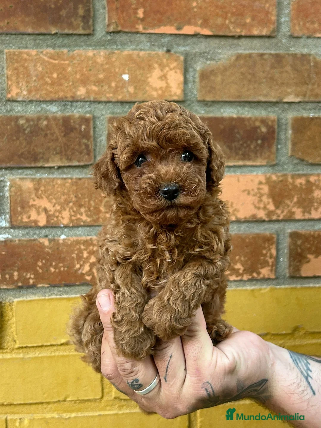 Caniche Toy perros en venta: Caniche toy - Anuncio 5