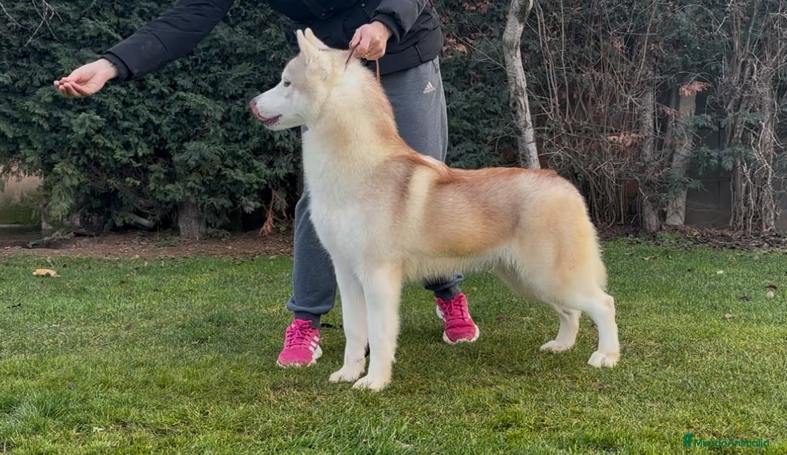 Husky Siberiano perros Joven de siberian husky en Salamanca - Anuncio 16