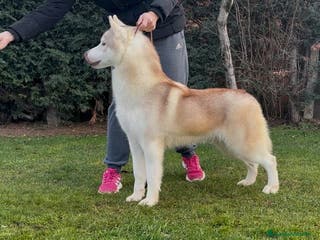 Husky Siberiano perros Joven de siberian husky en Salamanca - Anuncio 12