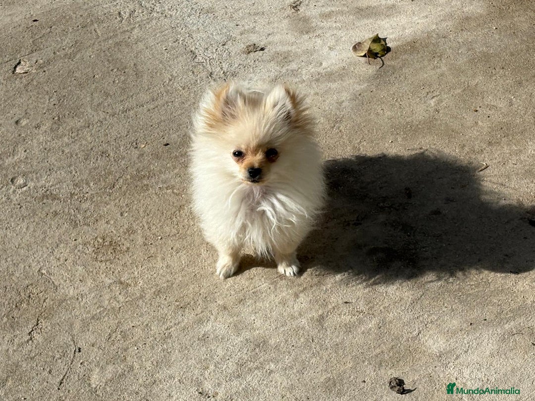 Pomerania perros en venta: lulu pomerania micro toy 5 meses y pesa 700 gramos - Imagen 9