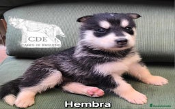Husky Siberiano perros en venta: Precios husky siberianos - Imagen 4