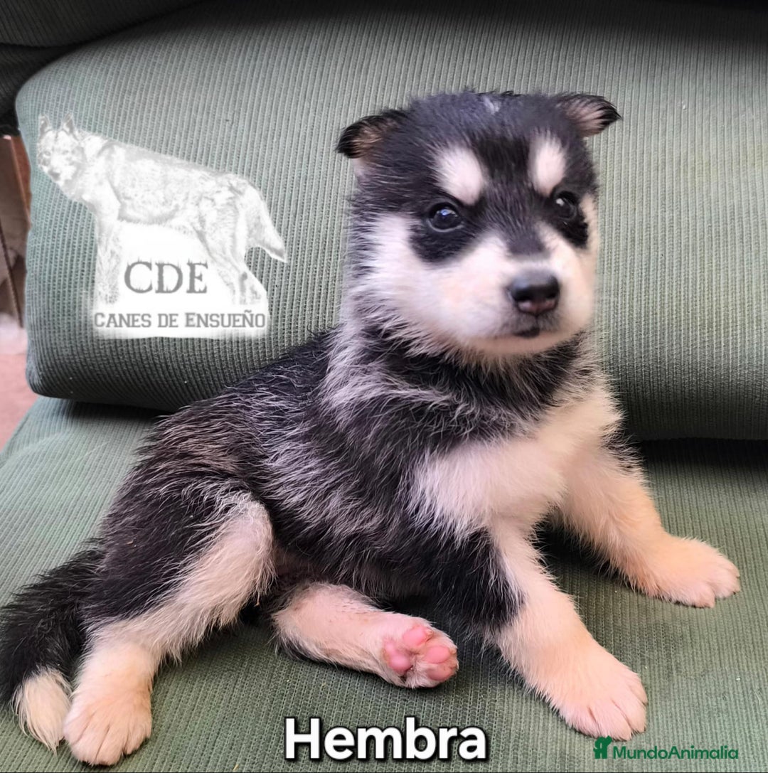 Husky Siberiano perros en venta: Precios husky siberianos - Imagen 4
