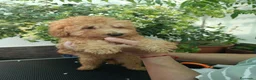 Caniche Toy perros en venta: Caniche Toy apricot  - Anuncio 5
