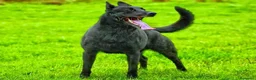 Pastor Holandés perros en venta: Camada Pastor Holandés FCI - Anuncio 4