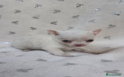 Chihuahua perros en venta: Chihuahua Macho y Hembra  - Imagen 7