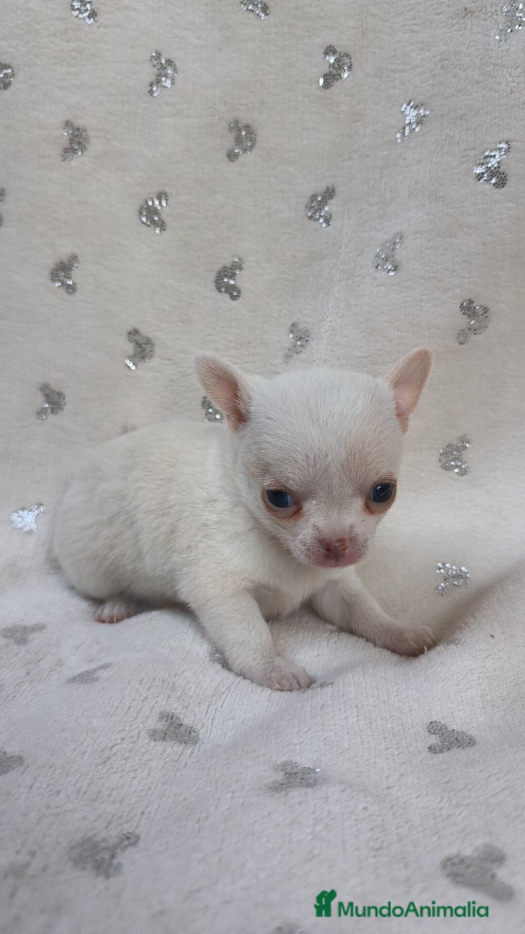 Chihuahua perros en venta: Chihuahua Macho y Hembra  - Imagen 7