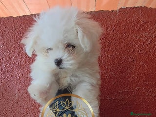 Bichón Maltés perros - Anuncio 6