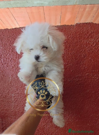Bichón Maltés perros - Anuncio 2