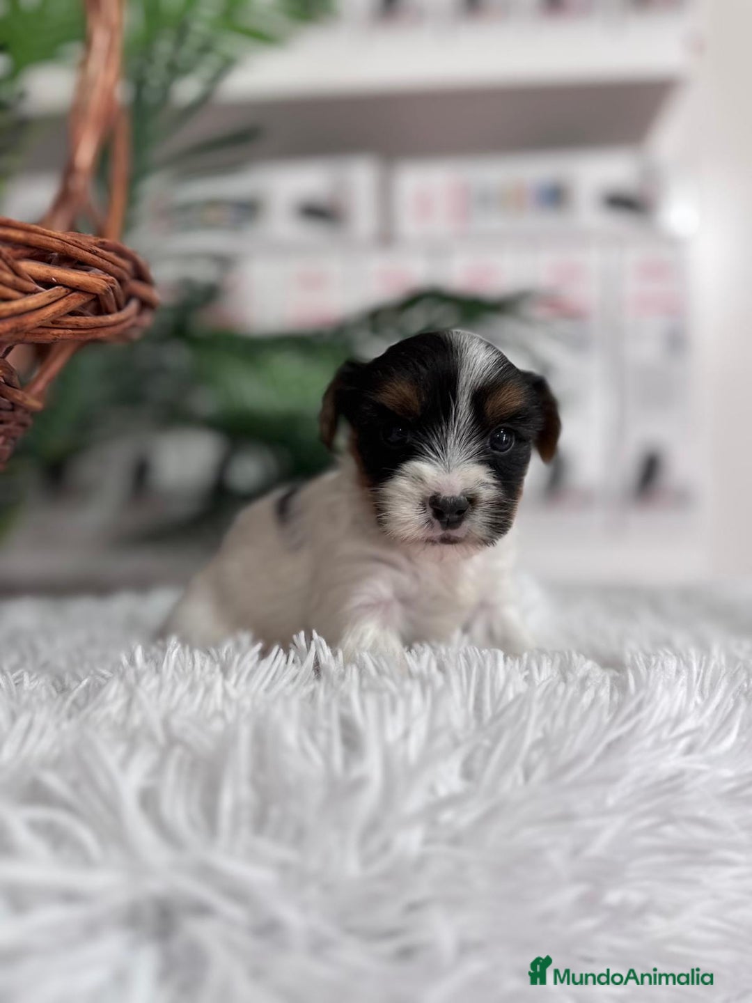 Yorkshire Terrier perros en venta: YORKSHIRE BIEWER MACHO - Anuncio 9