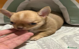 Chihuahua perros en venta: Exclusivos chihuahuas rusos - Imagen 6