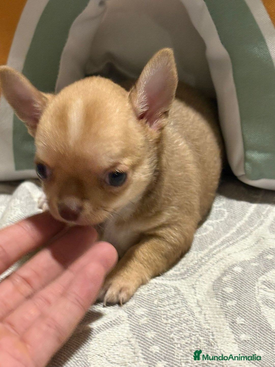 Chihuahua perros en venta: Exclusivos chihuahuas rusos - Imagen 6